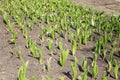 Young sprouts of tulips in the ground on a sunny spring day Royalty Free Stock Photo