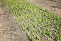 Young sprouts of tulips in the ground on a sunny spring day Royalty Free Stock Photo