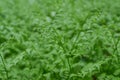 Young sprouts with twisted green fern leaves. Natural background Royalty Free Stock Photo