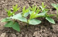 Young sprouts of Vigna unguiculata