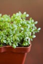 Young sprouts of watercress