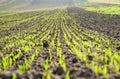 Young sprouts of wheat, agricultural field. Agriculture and agronomy theme Royalty Free Stock Photo