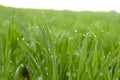 Young sprouts of wheat closeup