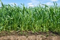 Young sprouts of wheat in a field close view with wind, blue sky, bright spring landscape, soil