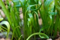 Young sprouts of wild wheatgrass green in spring Royalty Free Stock Photo