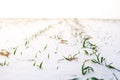 Young sprouts of winter wheat cereal crops on a sunny winter day. Snow-covered rows of a wheat field. Agriculture. Winter Royalty Free Stock Photo