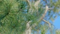 Young Spruce Branches. Green Spruce Branches In Summer Forest. Close up.