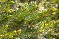 Young spruce buds and needles for symbol of evergreen trees