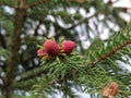 Young spruce cones Royalty Free Stock Photo