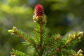 Young spruce cones in the spring Royalty Free Stock Photo