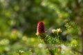 Young spruce cones in the spring Royalty Free Stock Photo