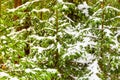 Young spruce covered in heavy snow, winter landscape. Fresh air concept
