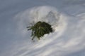 Young spruce covered with a large heavy layer of snow that bent the young soft trunk. Foresters will no longer use such a tree on Royalty Free Stock Photo