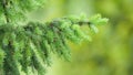 Young spruce green branches sway gently in light breeze on warm summer day