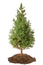 Young Spruce (Picea glauca Conica)