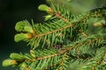 Young spruce shoots closeup selective focus