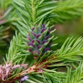 Young spruce shoots deformed by pests Royalty Free Stock Photo