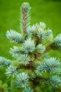 Young Spruce Shoots