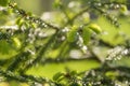 Young spruce sprouts on a branch on a sunny day