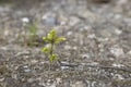 Young spruce sprouts on the ground