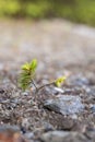 Young spruce sprouts on rough rocky ground