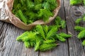 Young spruce tips collected to prepare spruce syrup