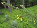 Young spruce tree branche with fresh green sprout