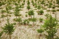 Young spruce tree cultivation on plantation Royalty Free Stock Photo