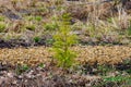 Young spruce tree sapling planted and growing in a clear-cut forest during early spring. Royalty Free Stock Photo