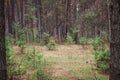 Young spruce trees grow in a bright clearing in a pine forest Royalty Free Stock Photo