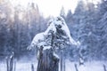 A young spruce twig growing on an old tree stump, winter forest and snow Royalty Free Stock Photo