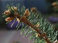 Young spruce twigs Royalty Free Stock Photo