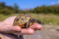 Young Spur-thighed tortoise on hand