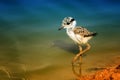 young Spur winged Lapwing Royalty Free Stock Photo