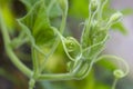 Young Squash Leaves Royalty Free Stock Photo