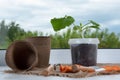 Young squash plants sowing in pots. Planting marrow seedlings on window sill. Growing vegetables Royalty Free Stock Photo