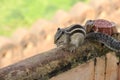 Young Squirrel.