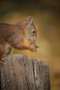 Young squirrel Royalty Free Stock Photo