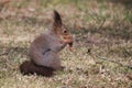 Young Squirrel eating maple seed Royalty Free Stock Photo
