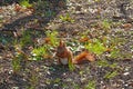 A young squirrel eats a nut on the ground Royalty Free Stock Photo