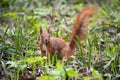 Squirrel with a fluffy tail looks wary