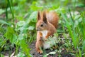 Squirrel with a fluffy tail looks wary