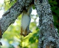 A young squirrel hangs upside down in a maple Royalty Free Stock Photo