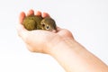 Young squirrel holding on hand.