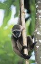 Young Squirrel Monkey climbing tree Royalty Free Stock Photo