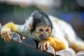 A young squirrel monkey with yellow arms in the Parco Zoo Falconara