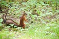 Squirrel with a nut runs on its hind legs in the forest Royalty Free Stock Photo