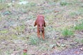 Young squirrel runs on the grass