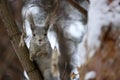 Young squirrel sits on a pine branch in the forest. Close up portrait of animal. Cute fluffy Royalty Free Stock Photo