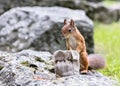 Young squirrel standing on big stone near sackcloth bag with nut
